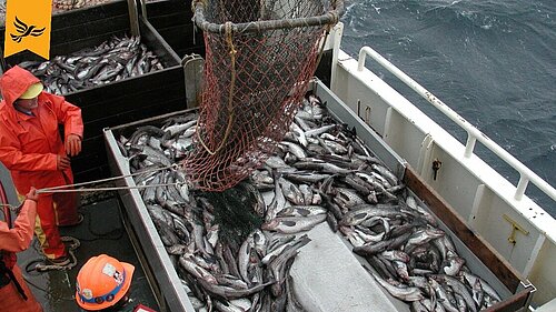 Fishing boat with caught fish