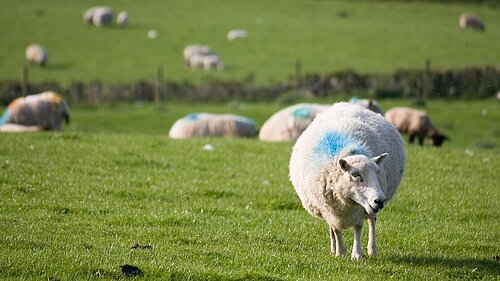 Sheep in a field 